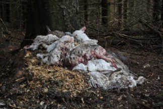 mountain-hare-cull-angus-glens-large - Copy