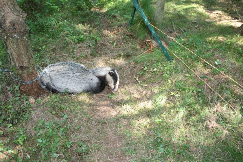 badger pic 1 - Copy