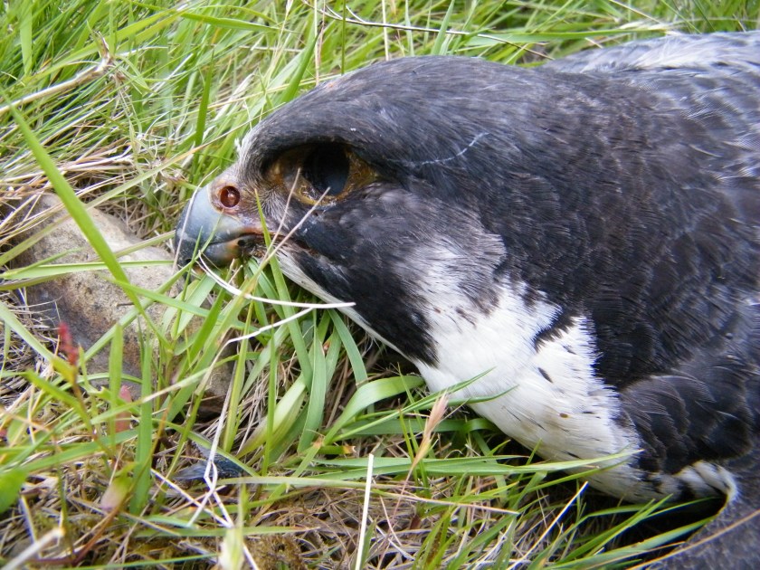 Peregrine male poisoned at Cleehill 2015 Shorrock1 - Copy