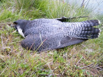 Peregrine male poisoned at Cleehill 2015 Shorrock2 - Copy