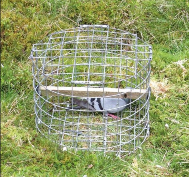 Pigeon in trap Heriot 2014