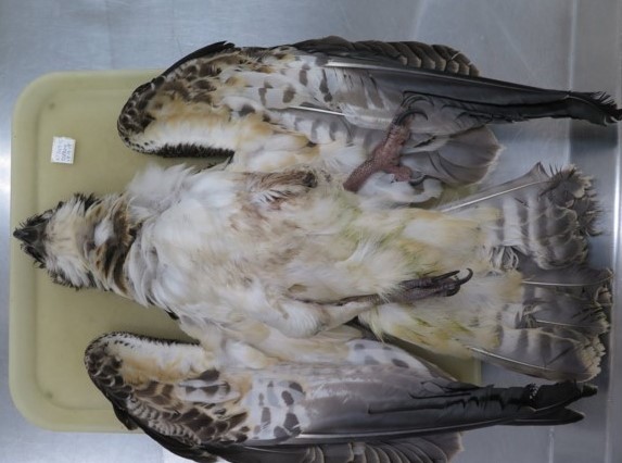 osprey springtrapped 2 - Copy