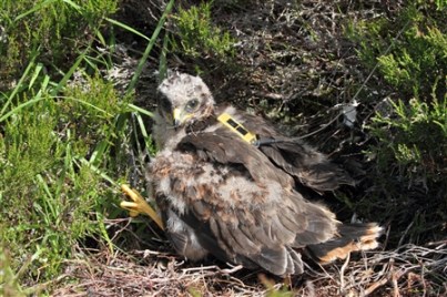 HH Lad July 2015 Dave Pullan