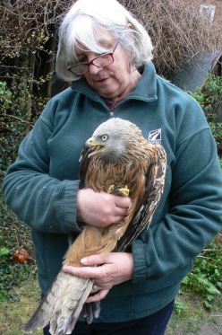 Red kite shot March 2016 Jean Thorpe 2