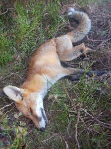 Snared fox dead alt, Glenogil Estate, Credit OneKind
