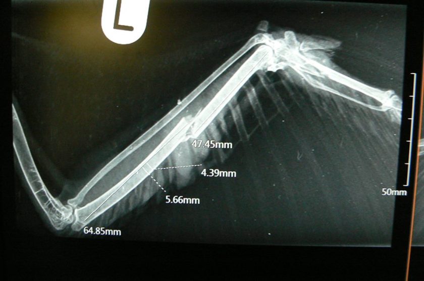 Buzzard shot Driffield April 2016 Jean Thorpe 2