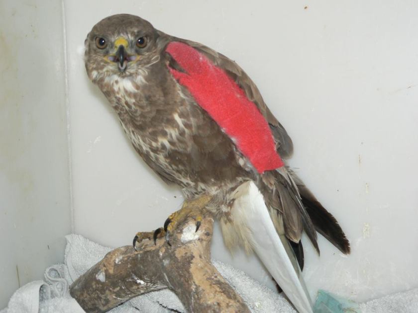 Buzzard shot Driffield April 2016 Jean Thorpe