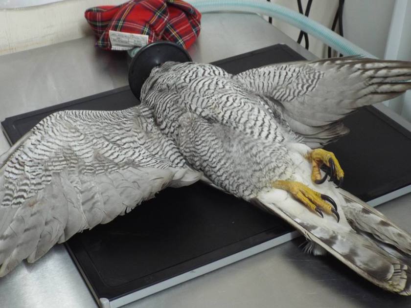 Goshawk shot Chepstow April 2016