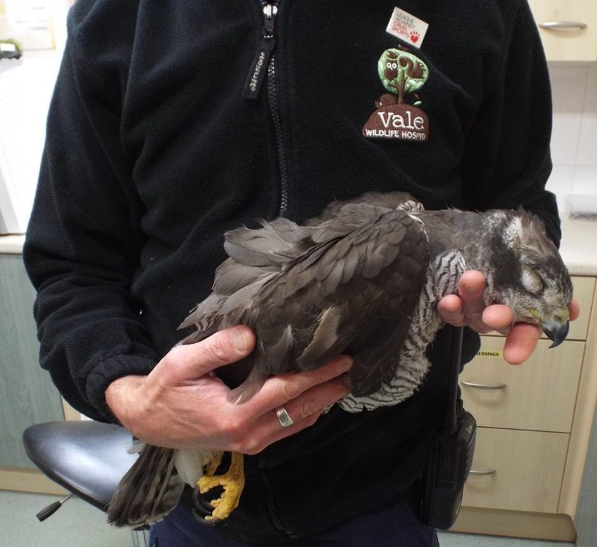 Goshawk shot Chepstow April 2016c
