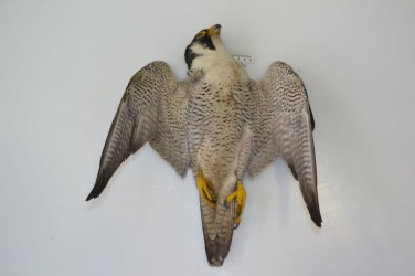 Peregrine Glenwherry