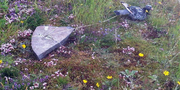 pigeon poison wales 2012