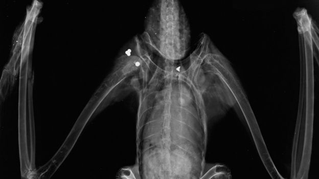 Red kite shot Harrogate x ray April 2016