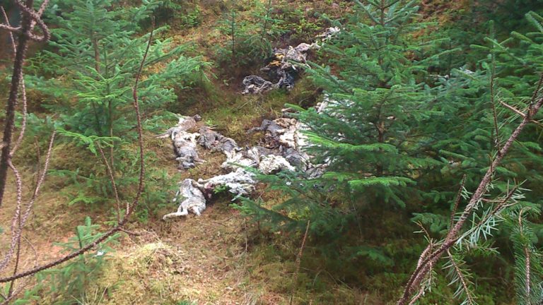 hare stink pit via UplandExposure