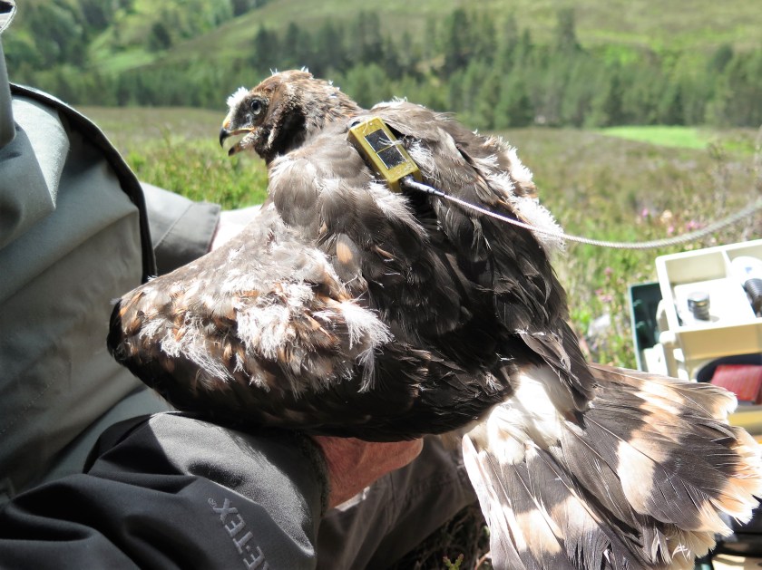 Elwood 2 - Adam Fraser