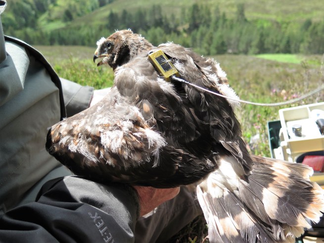 Elwood 2 - Adam Fraser