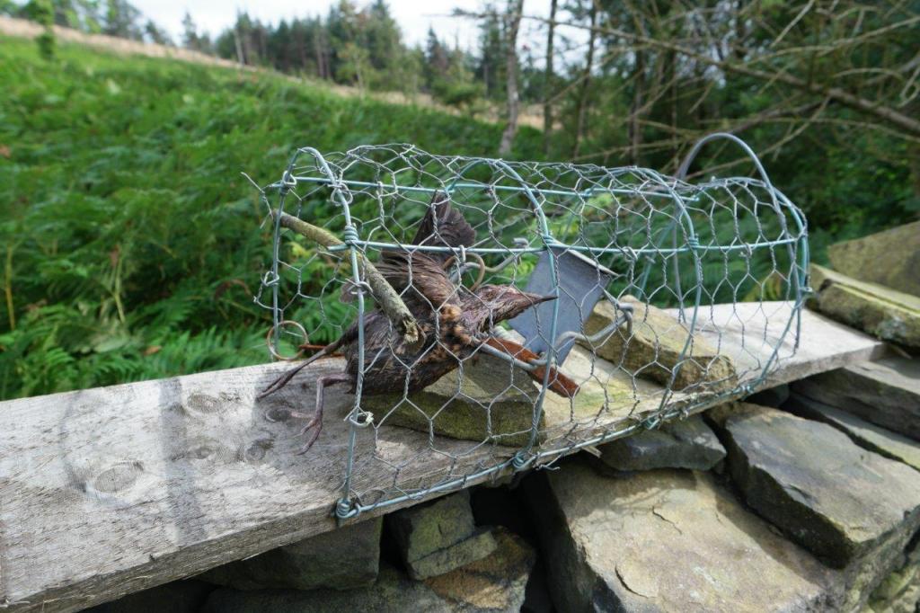 Bc Raptor Trap Dome Death in a National Park – Raptor Persecution UK