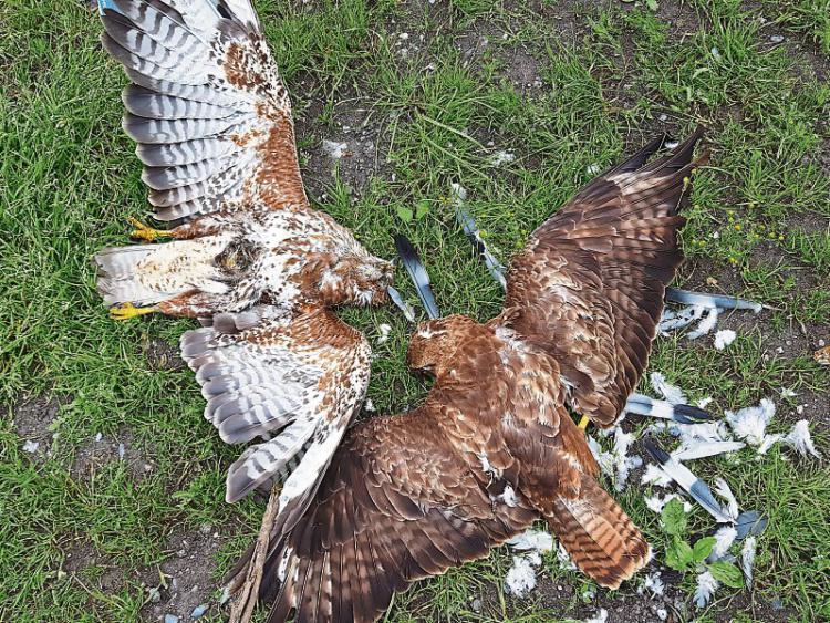 poisoned-buzzards-laois