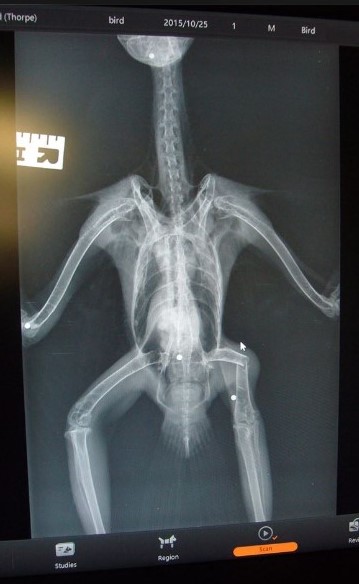 bz-thirsk-oct-2016-xray