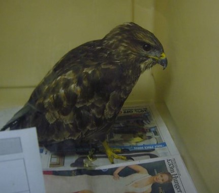 bz-thirsk-oct-2016shot