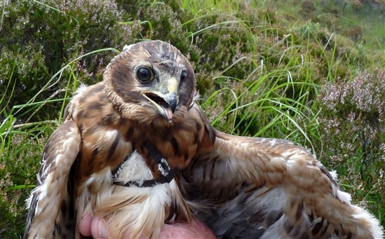 hermione_paulhaworth