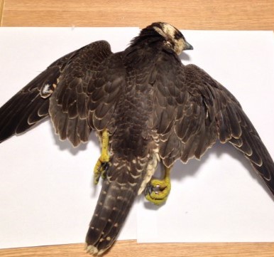 shot-perg-grassington-2