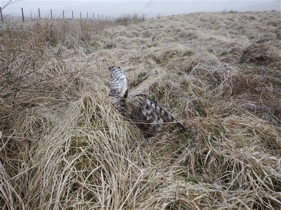 More illegal raptor persecution hotspots revealed in new map – Raptor ...