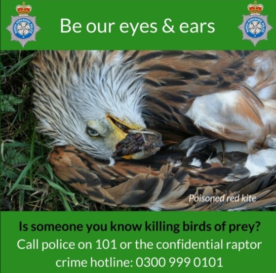 RSPB launches new ‘Raptor Crime Hotline’ – Raptor Persecution UK