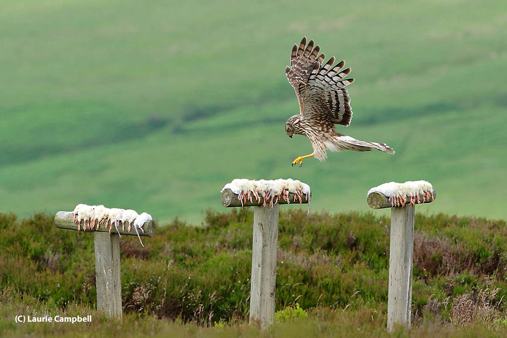 New paper from Langholm study shows effectiveness of hen harrier ...