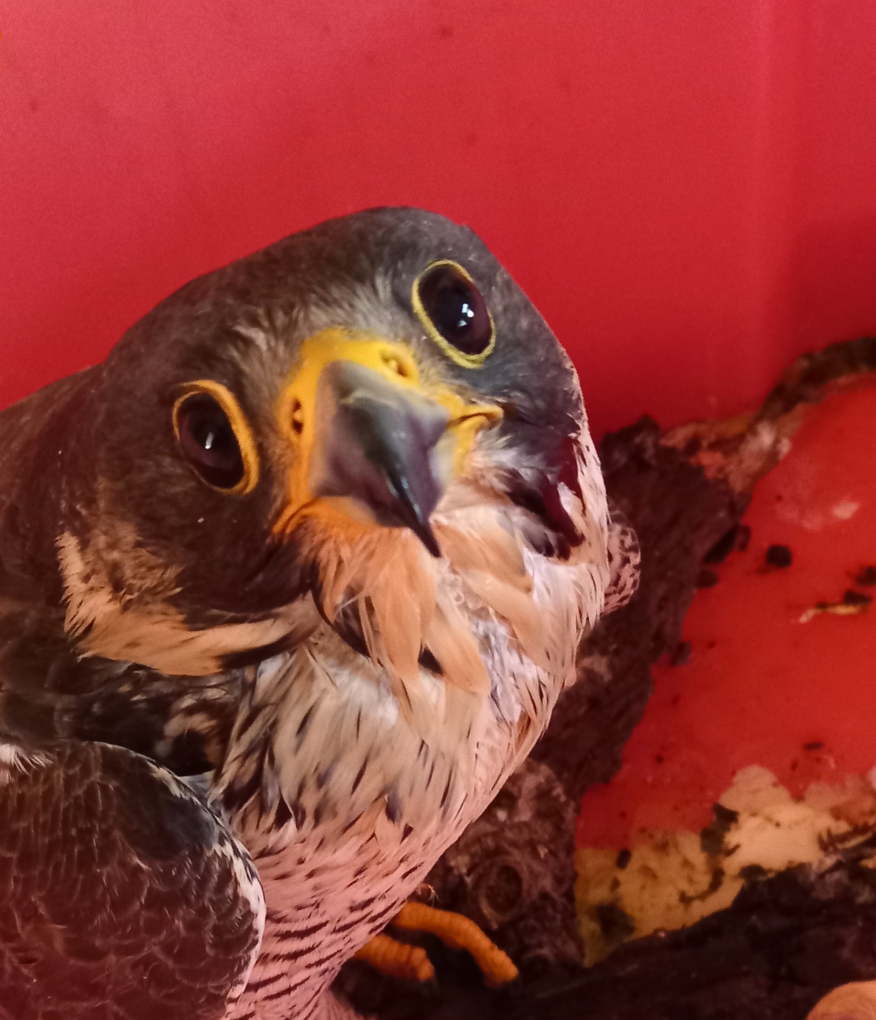 2024 persecution incidents – Raptor Persecution UK