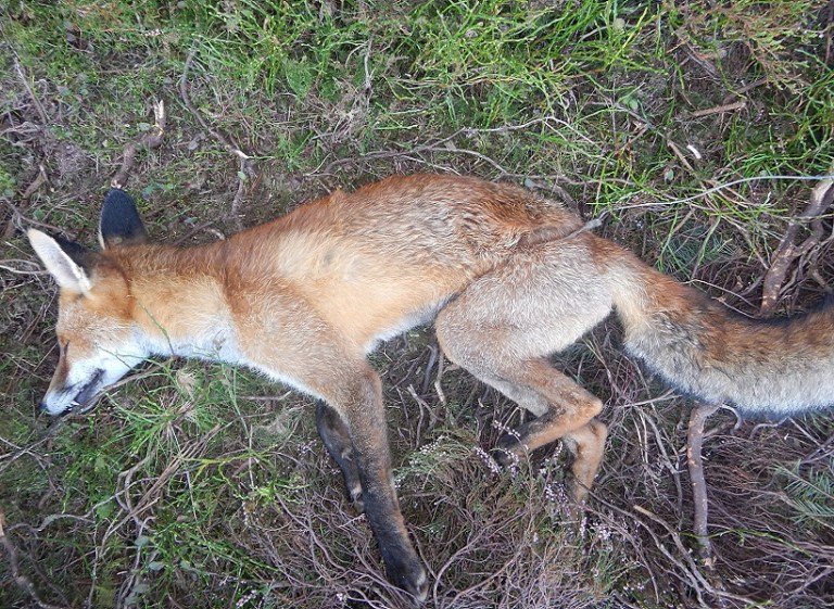 Rural Affairs Committee to consider attempts to disrupt impending snare ...