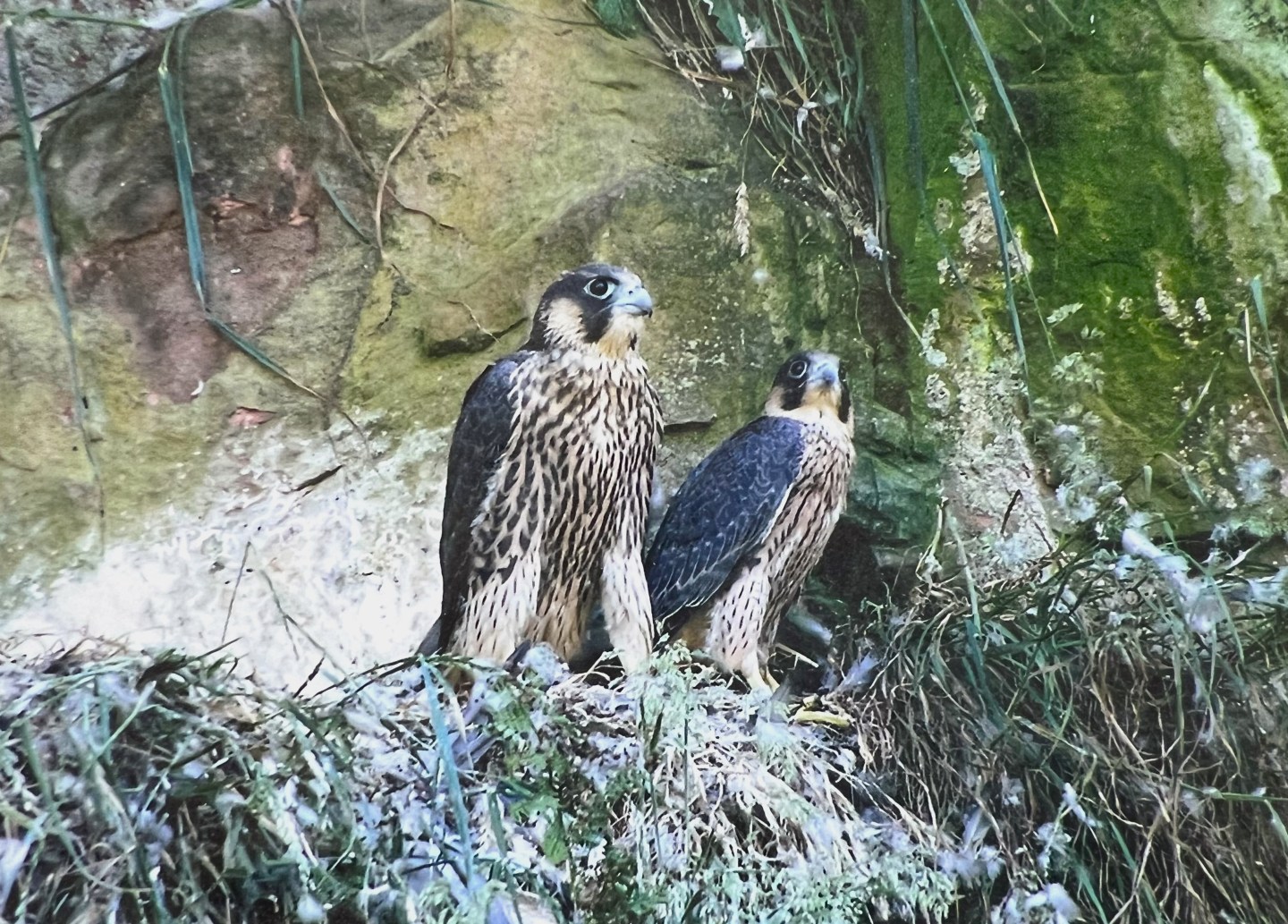 Officer Raptor Suzanne Hall, wife & mother of convicted peregrine launderers ‘no ...