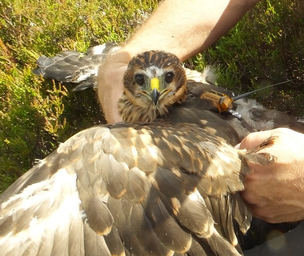 RPSB launches interactive map showing fates of satellite-tagged hen ...