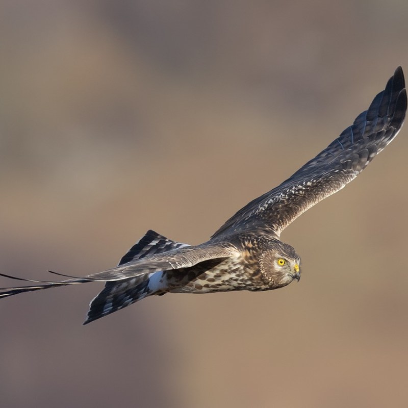 Satellite-tagged Hen Harrier that gamekeeper Racster Dingwall chose not to shoot (to avoid unwanted attention), found poisoned three months later near another Yorkshire grouse&nbsp;moor