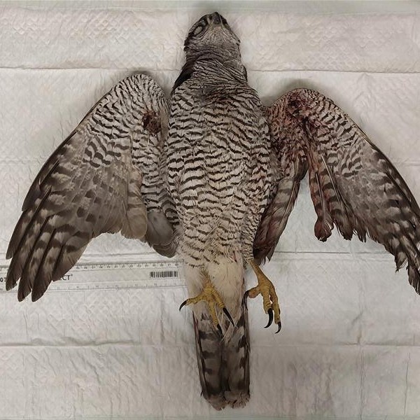 Goshawk shot in Derbyshire – police appeal for&nbsp;information