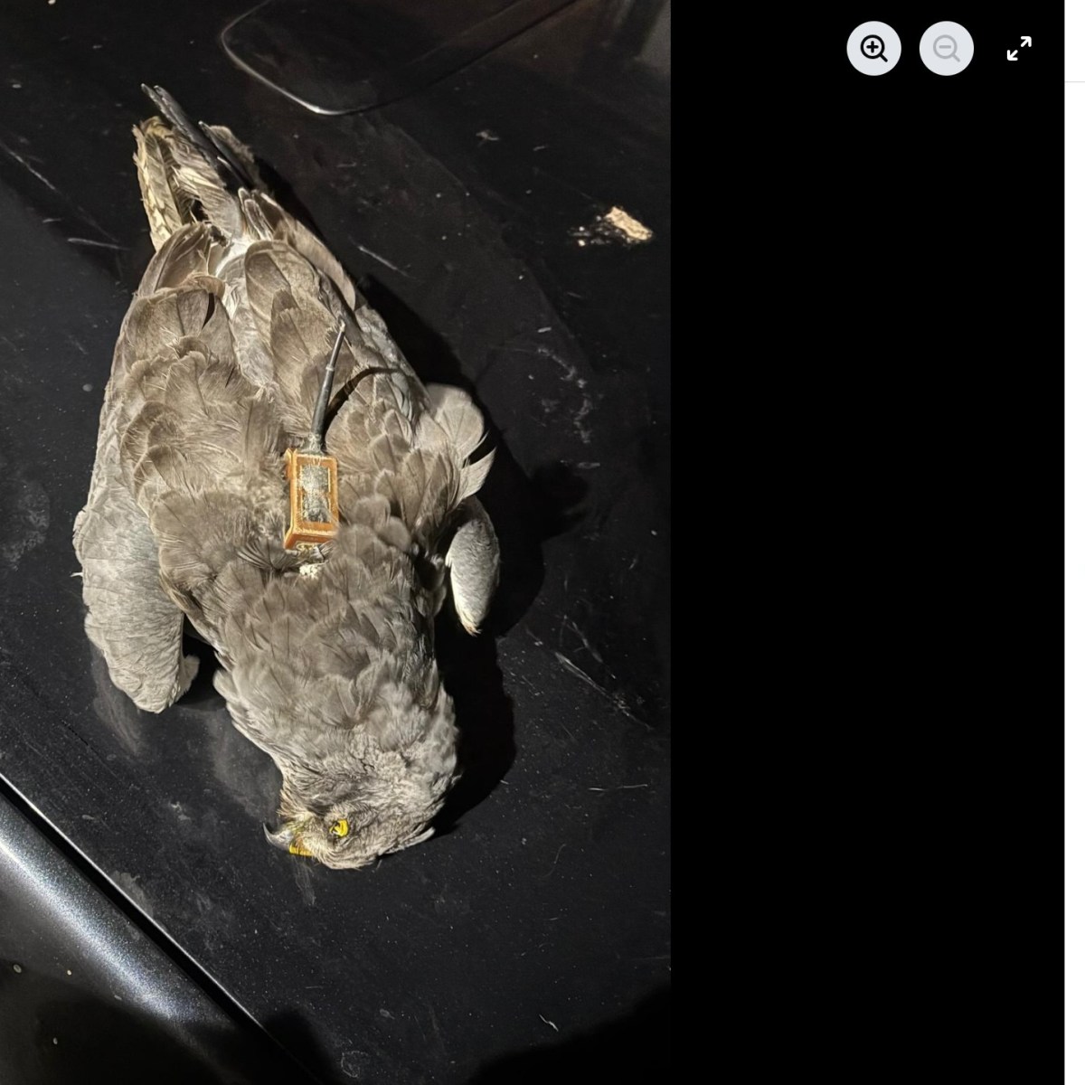 Yorkshire Dales Moorland Group in desperate attempt to divert attention away from conviction of Yorkshire Dales gamekeeper Racster&nbsp;Dingwall