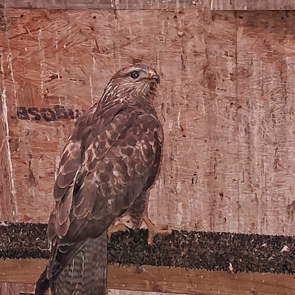 Shot Buzzard found nr Wigginton,&nbsp;York