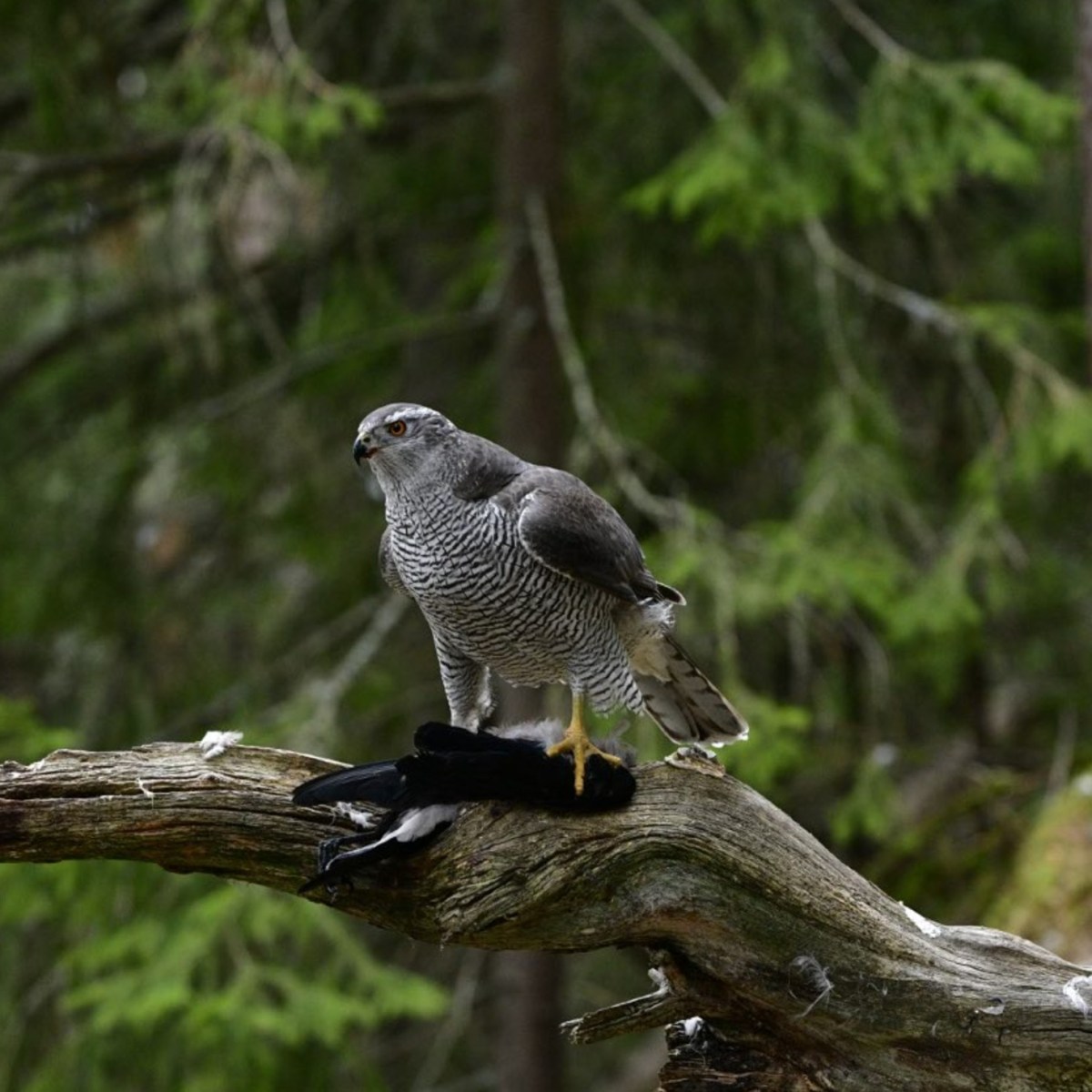 Scottish gamekeeper Russell Mason pleads guilty to battering a Goshawk to death on shooting estate in&nbsp;Perthshire