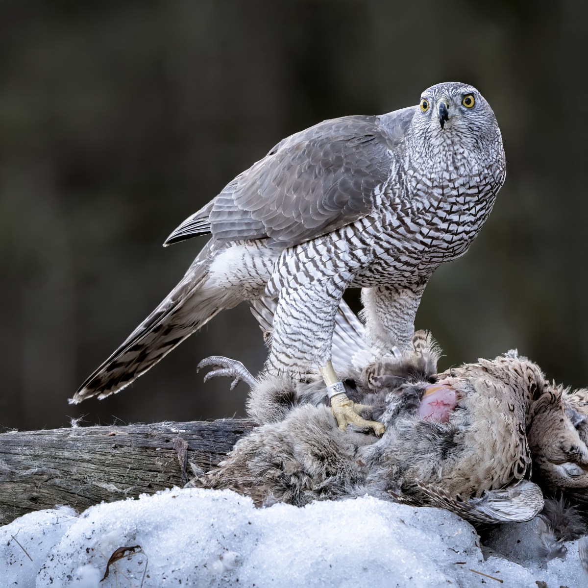 Trial due to begin tomorrow for Scottish gamekeeper accused of killing a Goshawk on a Perthshire shooting&nbsp;estate