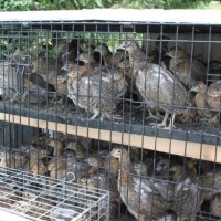 Welsh Government inches towards gamebird licensing, with another ‘evidence&nbsp;review’