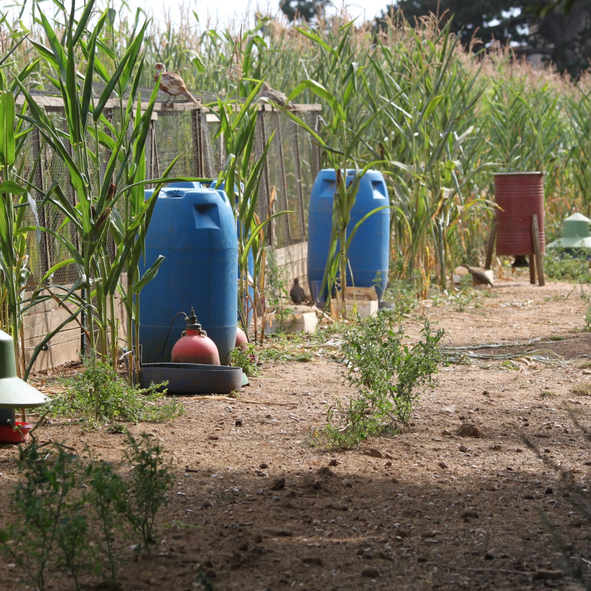 More restrictions expected for gamebird releases this year on/near Special Protected Areas in&nbsp;England
