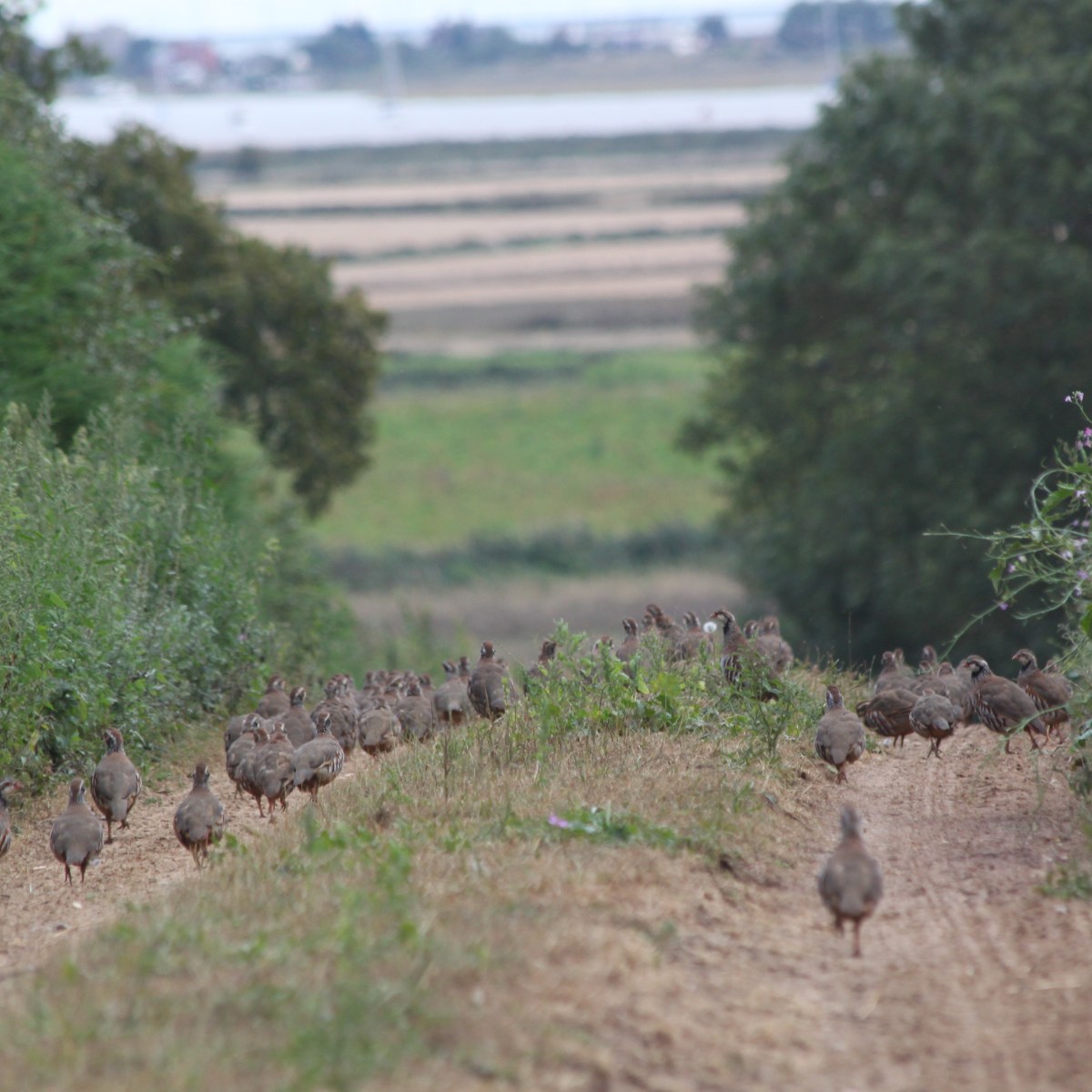 Government to consider licensing for all gamebird shooting & releases in&nbsp;England