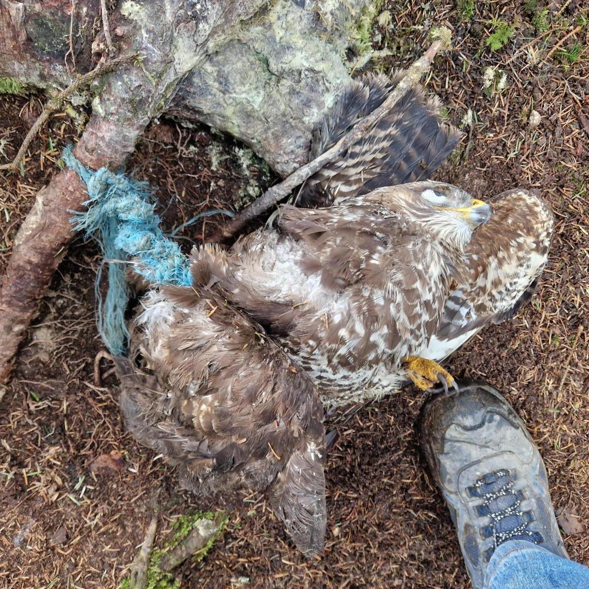 Buzzard dies after being tied to a tree root in Powys – RSPCA appeals for&nbsp;information