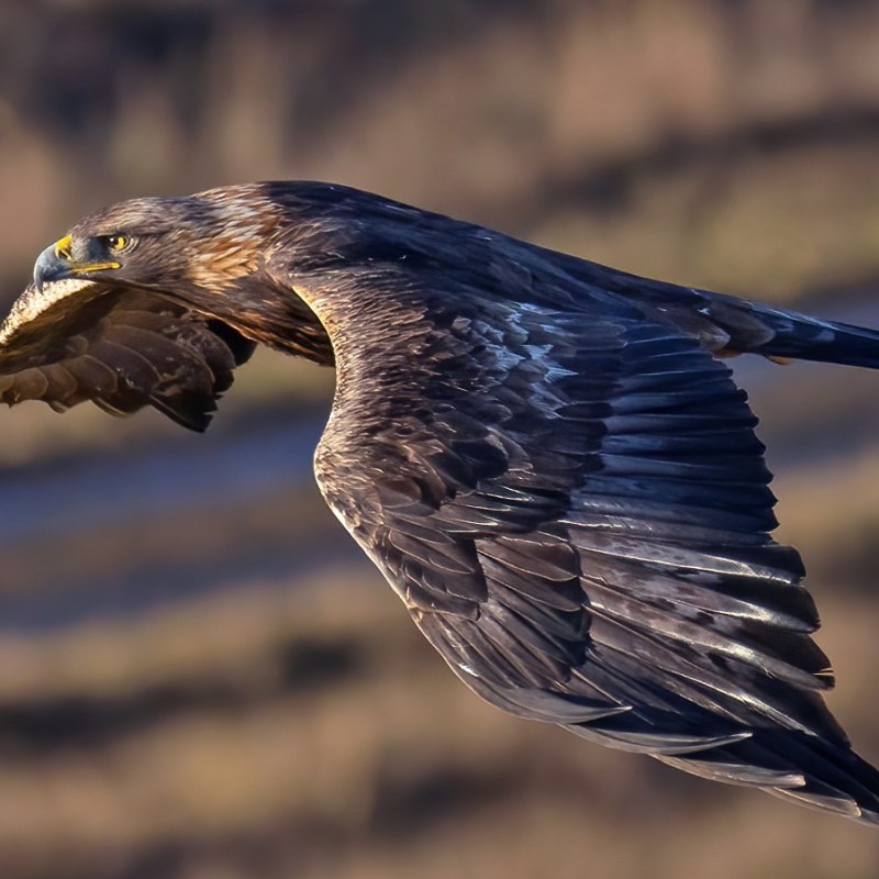 £1 Million government funding to explore re-establishment of Golden Eagles in&nbsp;England