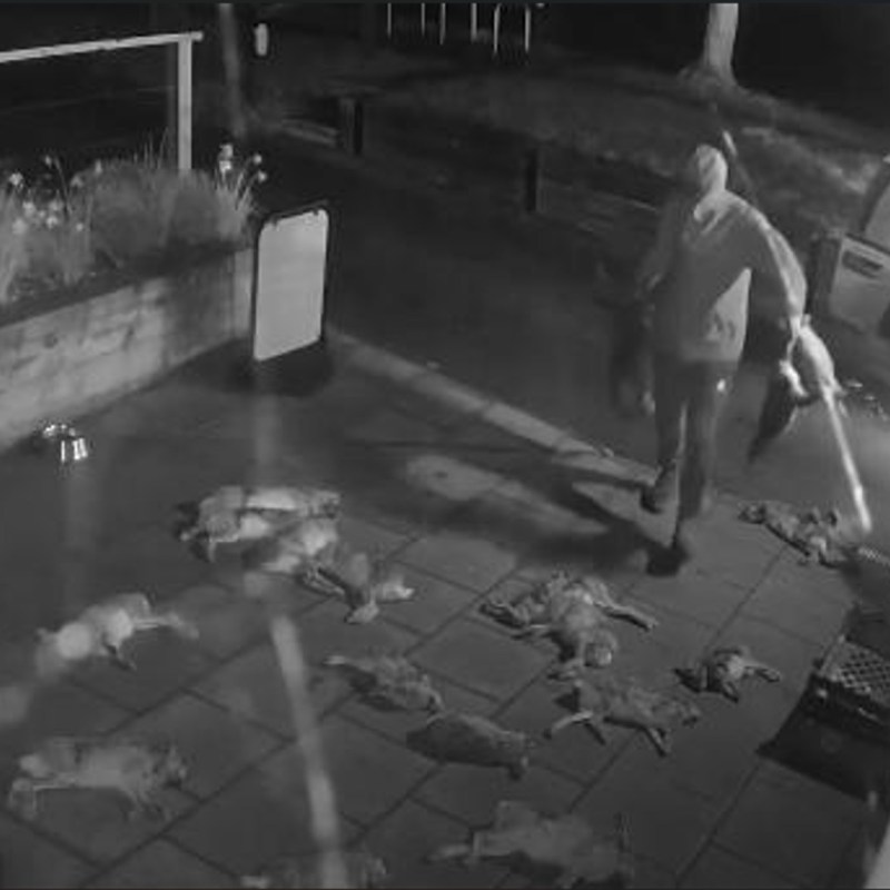 Man found not guilty of criminal damage relating to dumping of 50 dead Hares at Broughton Community Shop, but guilty of possession of dead Kestrel and Barn&nbsp;Owl