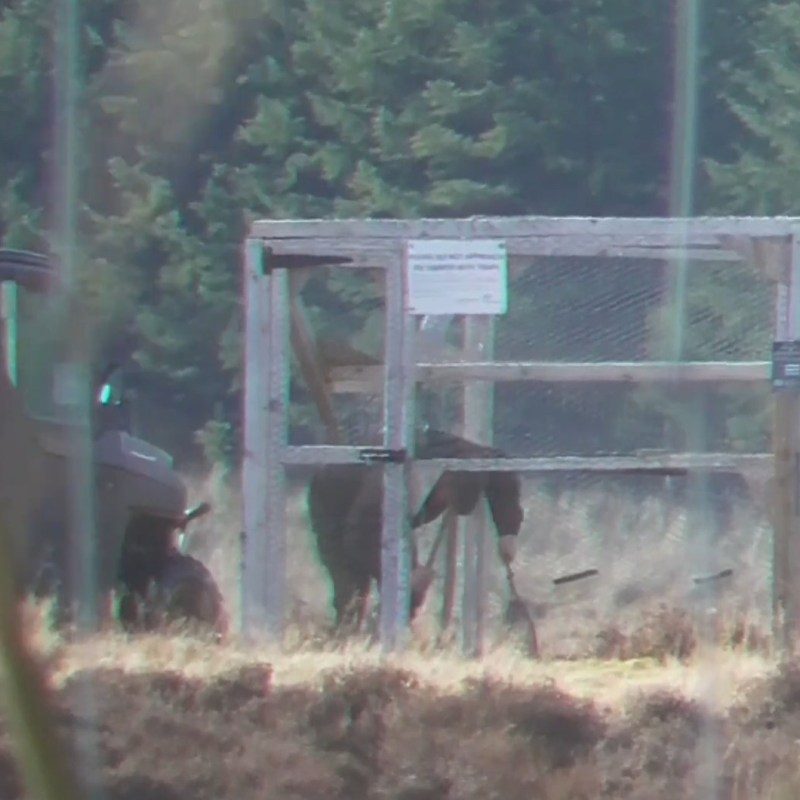 Scottish gamekeeper Russell Mason receives derisory sentence for brutal killing of&nbsp;Goshawk