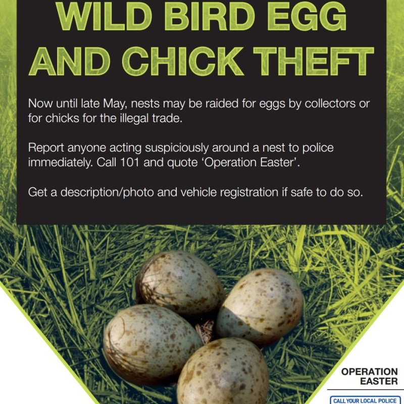 OPERATION EASTER: 29 years of protecting the UK’s rarest&nbsp;birds