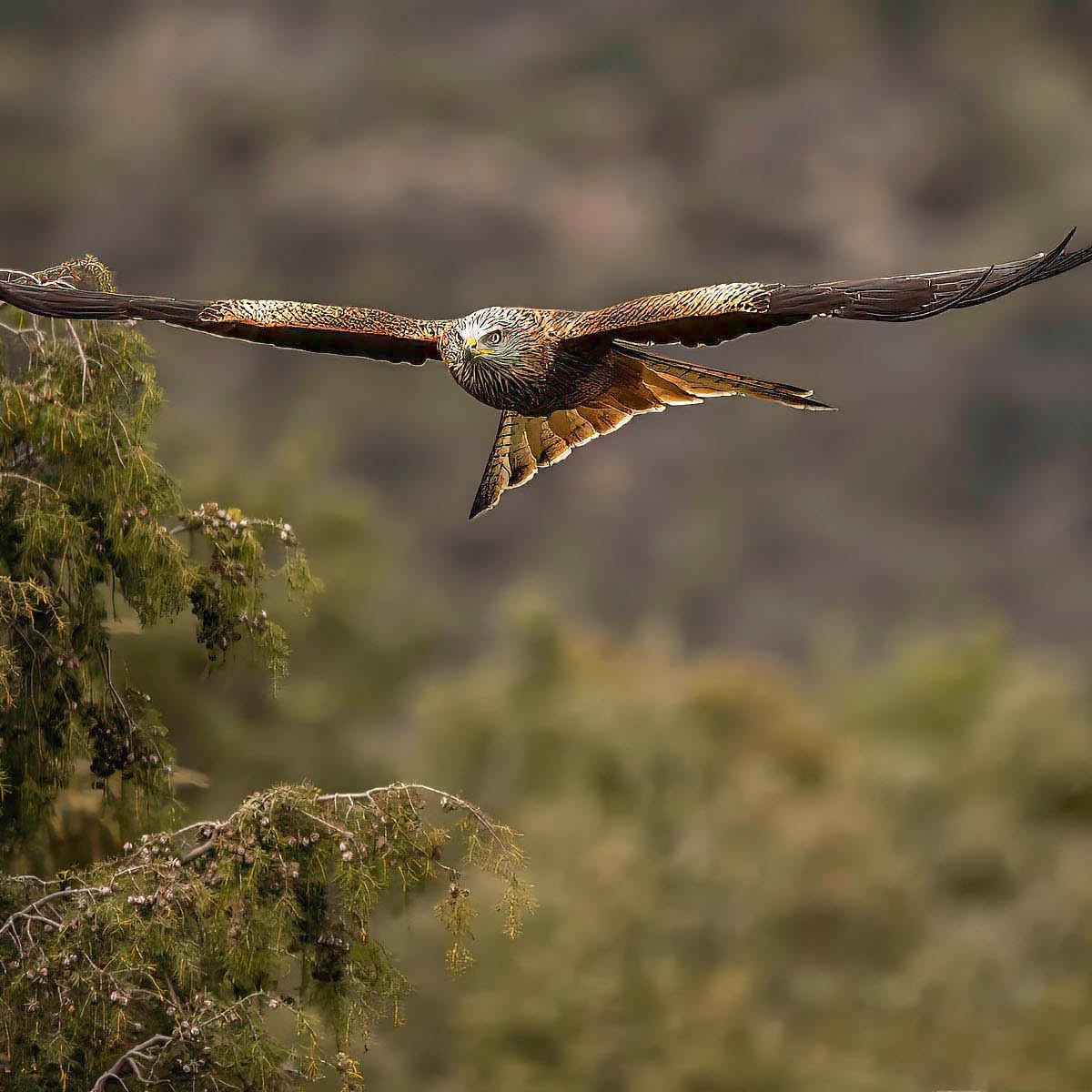 Four-day trial starts for two Scottish gamekeepers in relation to alleged killing of Red Kites in the Cairngorms National&nbsp;Park