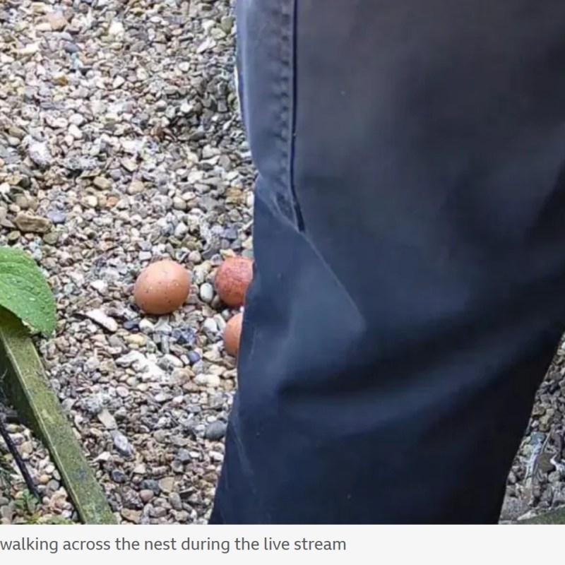 No prosecution after man crushed Peregrine eggs at St Albans&nbsp;Cathedral