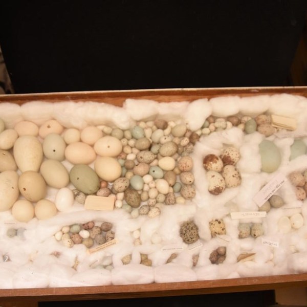 Essex man charged with various offences relating to illegal theft & trade of wild birds’&nbsp;eggs