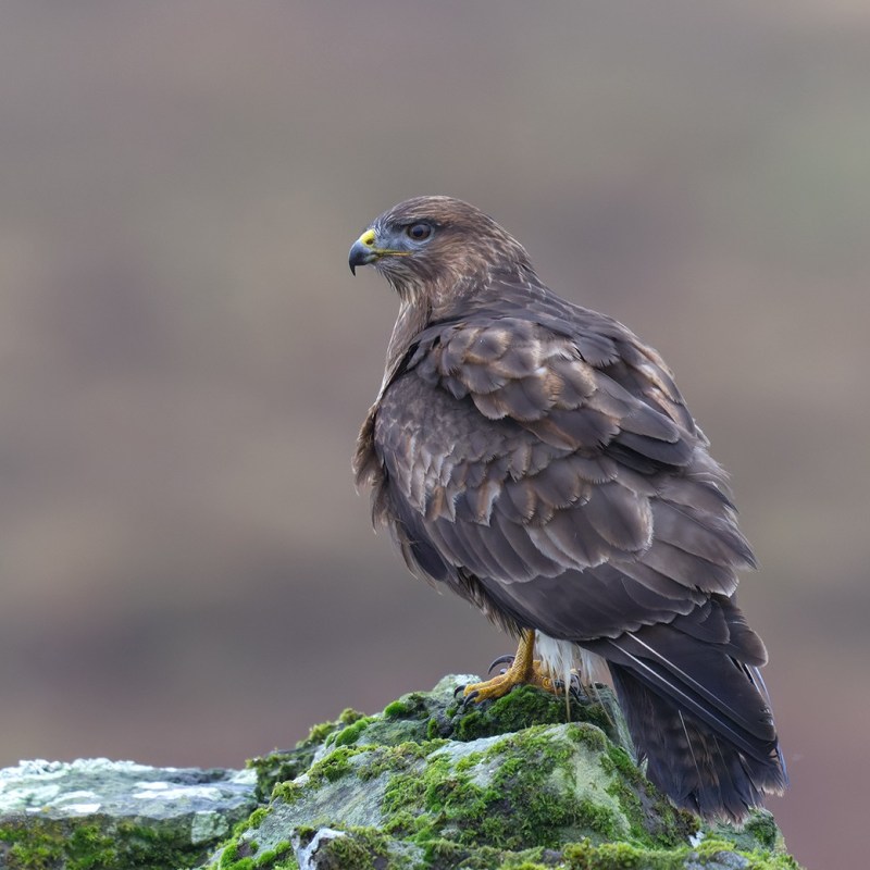 Shot Buzzard found in Bransdale area of North York Moors National Park – Police appeal for&nbsp;information